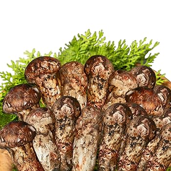 Amazon.co.jp: Monoevo 松茸 1KG マツタケ 詰め合わせ 直輸入